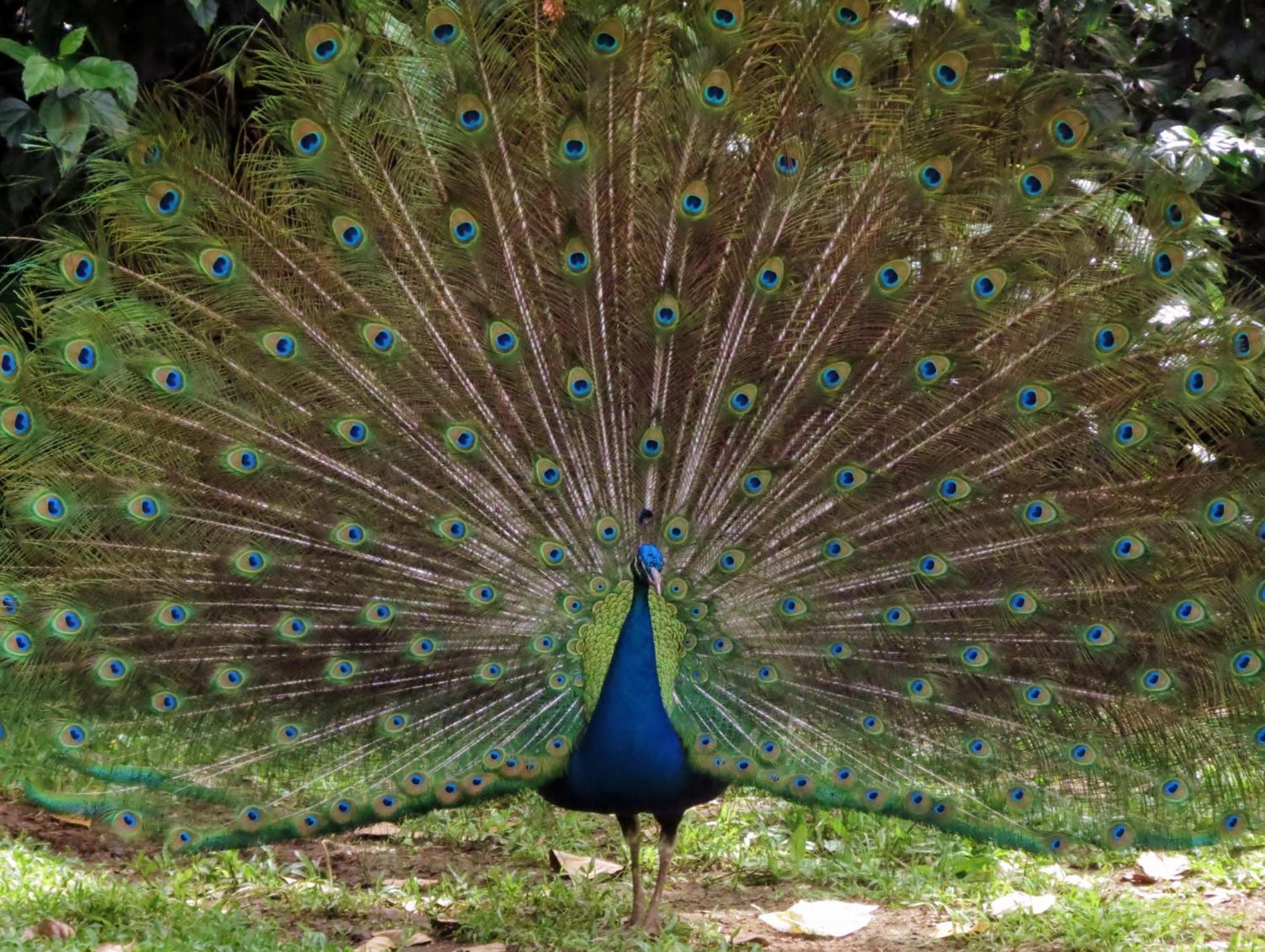 Vocare Finca Agroecologica Upala Buitenkant foto