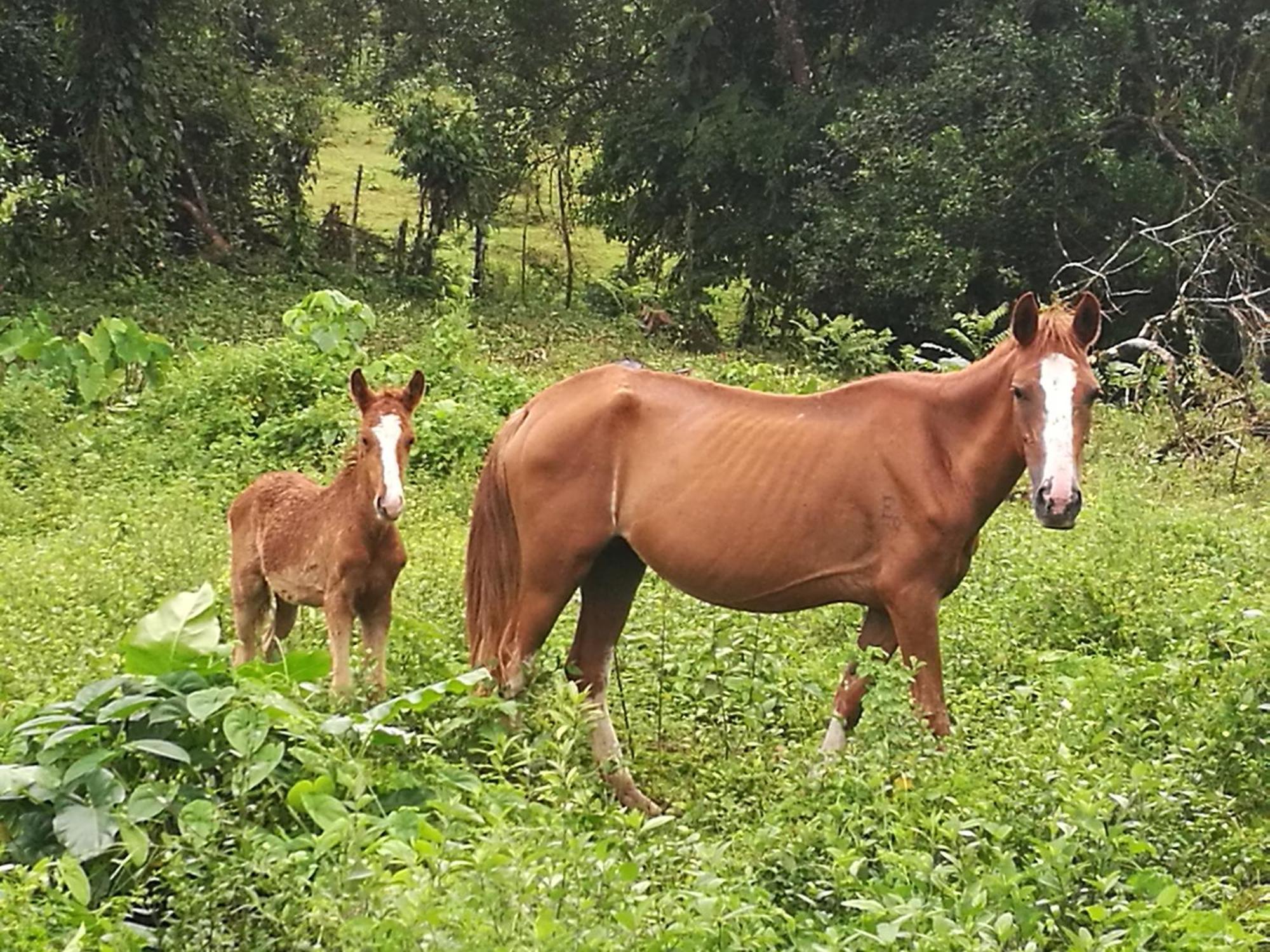 Vocare Finca Agroecologica Upala Buitenkant foto