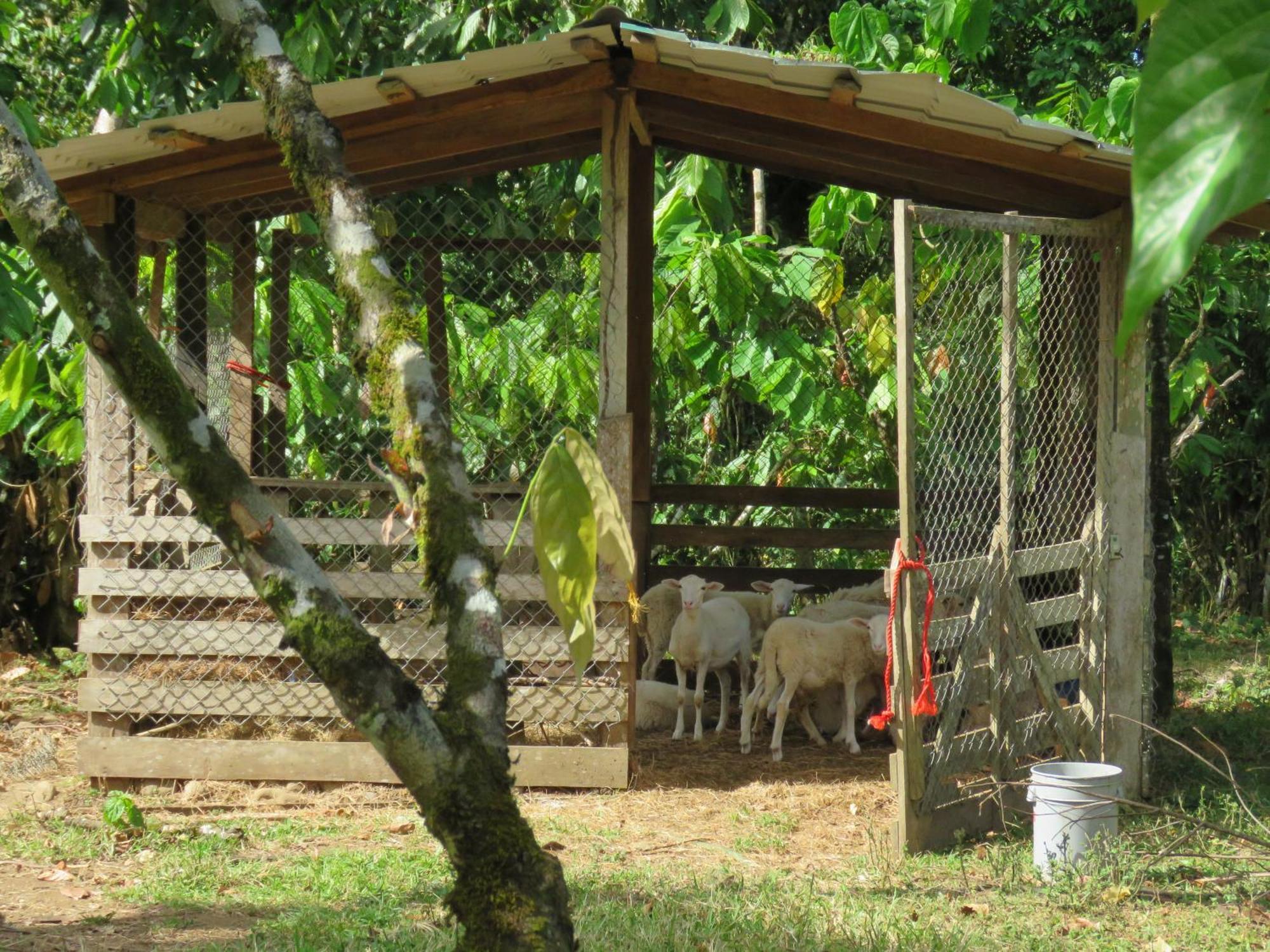 Vocare Finca Agroecologica Upala Buitenkant foto